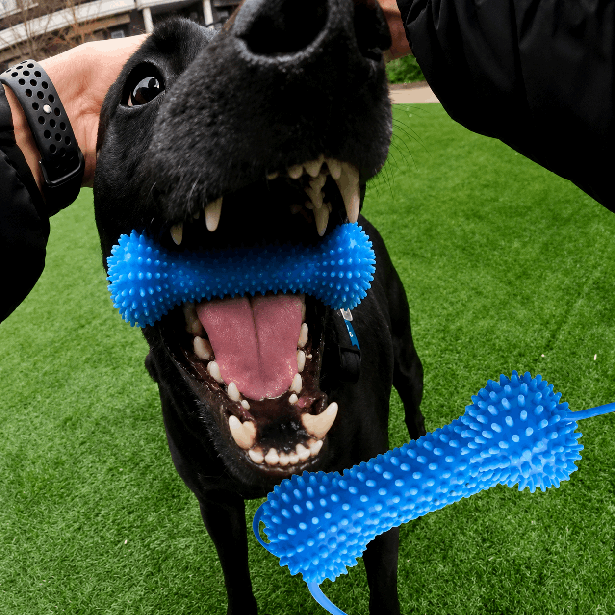 Dog Toothbrushing Toy