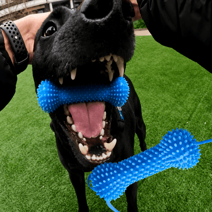 Dog Toothbrushing Toy
